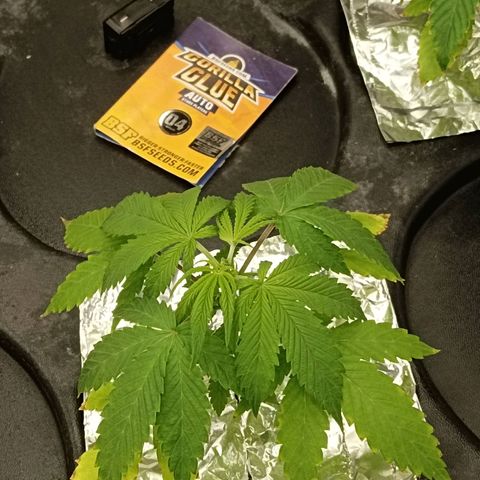 Gorilla Glue Auto growlog photo: Topped all autos today 
