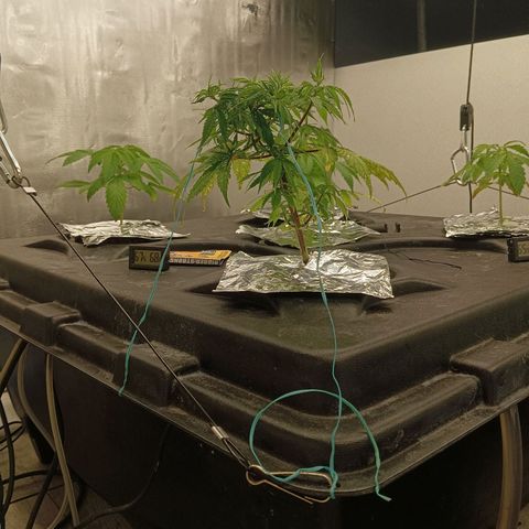 Gorilla Glue Auto growlog photo: Topped all autos today 