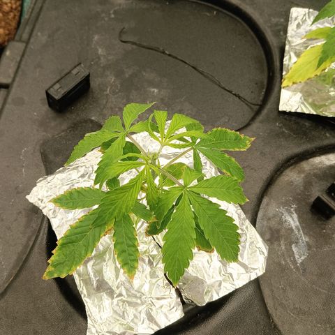 Gorilla Glue Auto growlog photo: Topped all autos today 