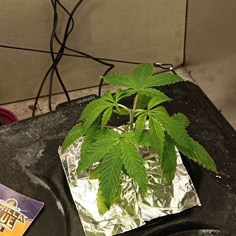 Gorilla Glue Auto growlog photo: Topped all autos today 