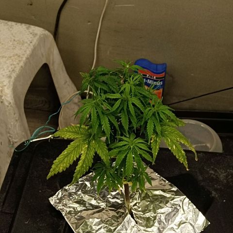 JHA #1 growlog timeline photo