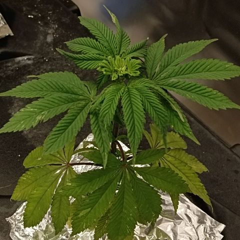 JHA #2 growlog timeline photo