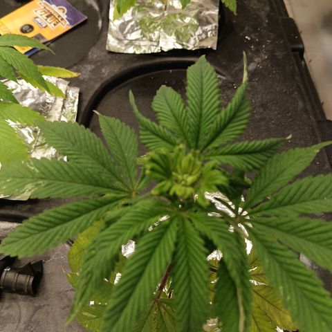 JHA #2 growlog timeline photo