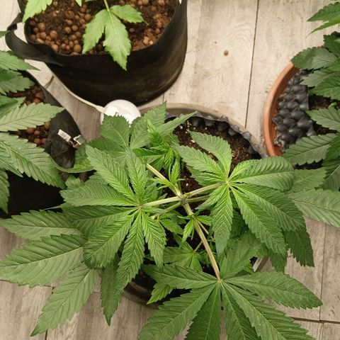 Holy Grail Kush growlog photo: Water change yesterday.  Dropped a board on them but nothing broke so very lucky. 