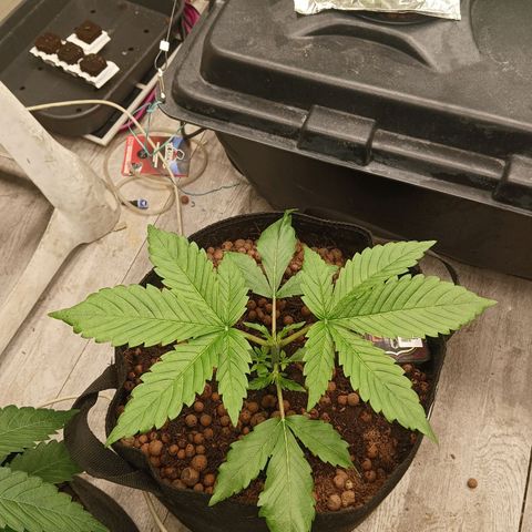 Holy Grail Kush growlog photo: Water change yesterday.  Dropped a board on them but nothing broke so very lucky. 
