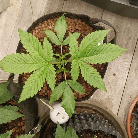 Holy Grail Kush growlog photo: Water change yesterday.  Dropped a board on them but nothing broke so very lucky. 