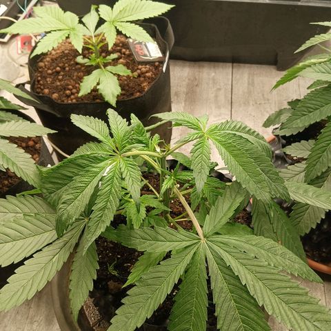Holy Grail Kush growlog photo: Water change yesterday.  Dropped a board on them but nothing broke so very lucky. 