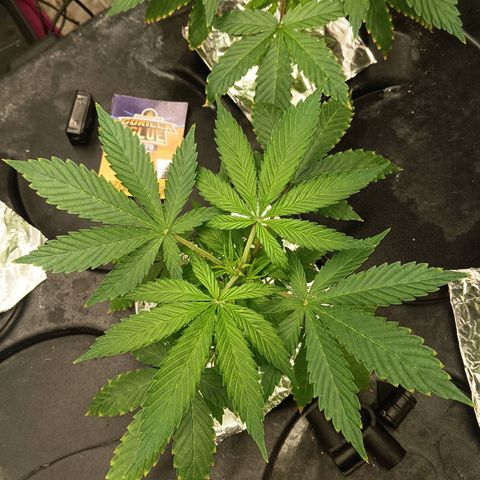 Gorilla Glue Auto growlog photo: Water change yesterday. Seem to be doing well