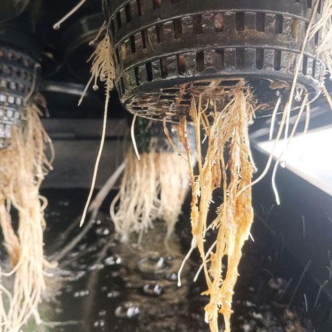 Gorilla Glue Auto growlog photo: Water change yesterday. Seem to be doing well