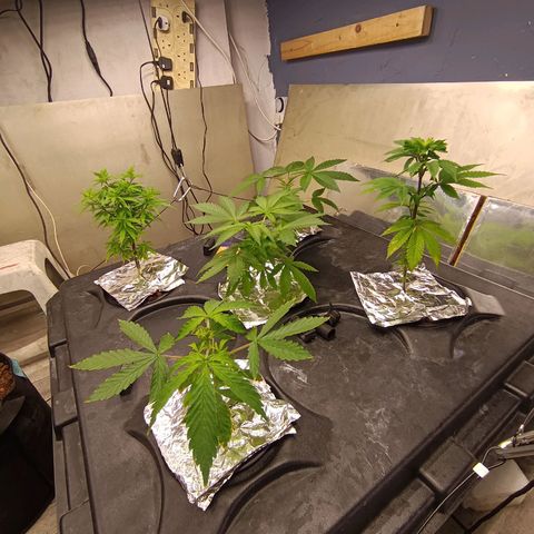 Gorilla Glue Auto growlog photo: Water change yesterday. Seem to be doing well