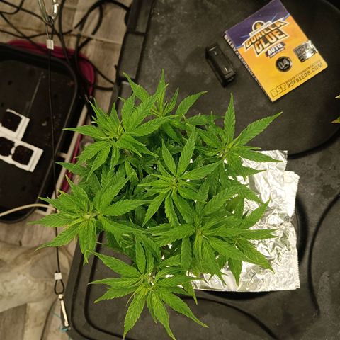 JHA #1 growlog timeline photo