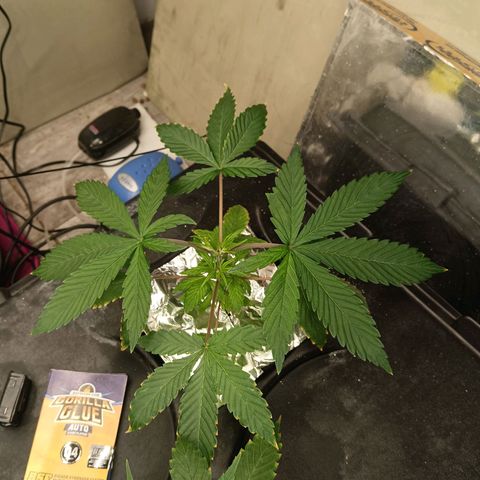 Gorilla Glue Auto growlog photo: Water change yesterday. Seem to be doing well