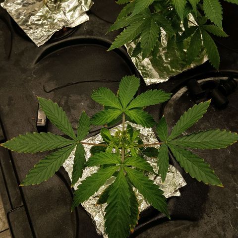 Gorilla Glue Auto growlog photo: Water change yesterday. Seem to be doing well