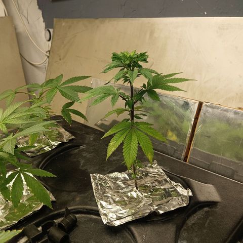 JHA #2 growlog timeline photo