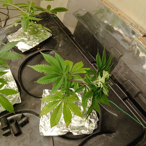 JHA #2 growlog timeline photo