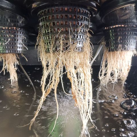 Gorilla Glue Auto growlog photo: Water change yesterday. Seem to be doing well
