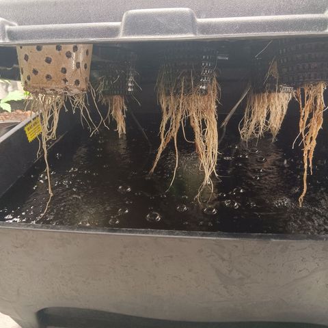 Gorilla Glue Auto growlog photo: Water change yesterday. Seem to be doing well