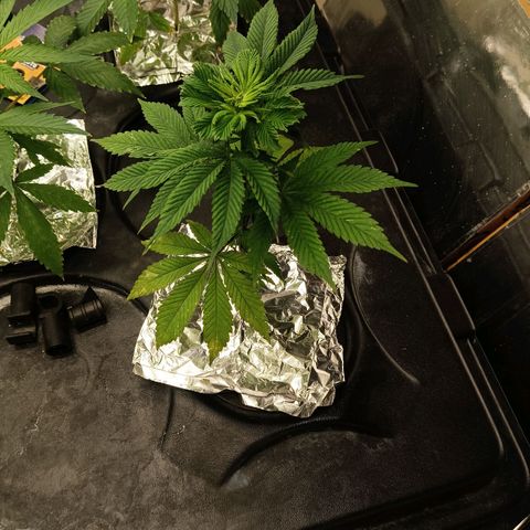 JHA #2 growlog timeline photo