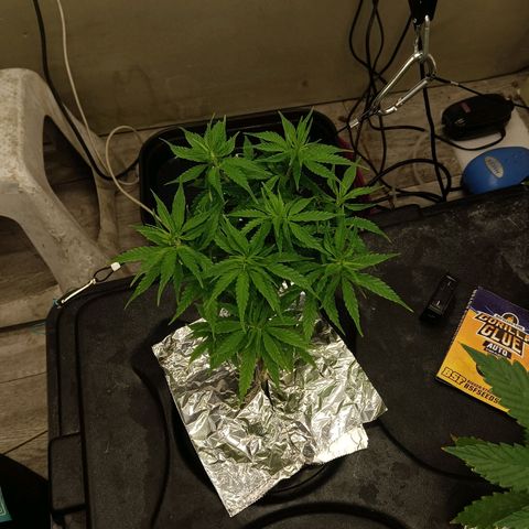JHA #1 growlog timeline photo