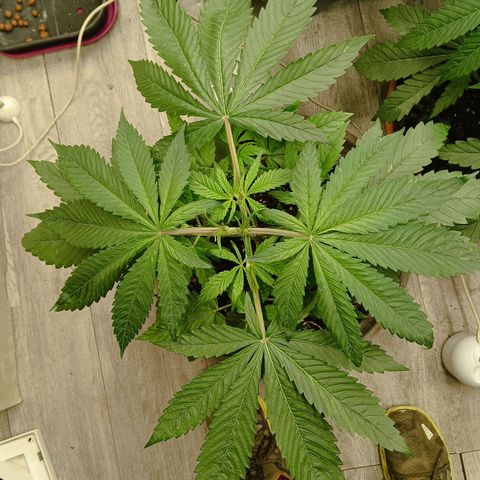Holy Grail Kush growlog photo: 👍👍
