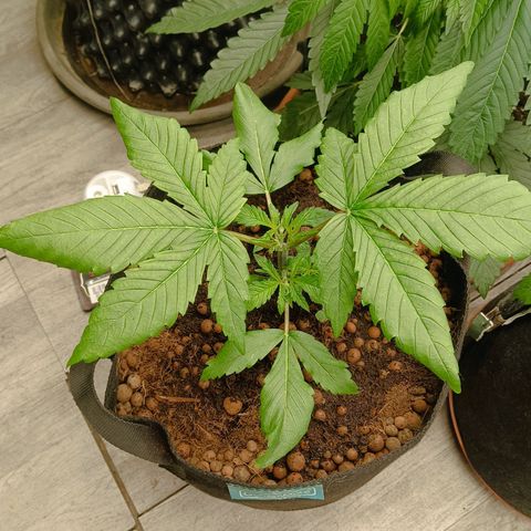 Holy Grail Kush growlog photo: 👍👍