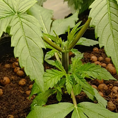 Holy Grail Kush growlog photo: 👍👍