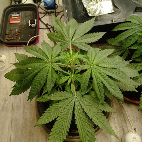 Holy Grail Kush growlog photo: 👍👍
