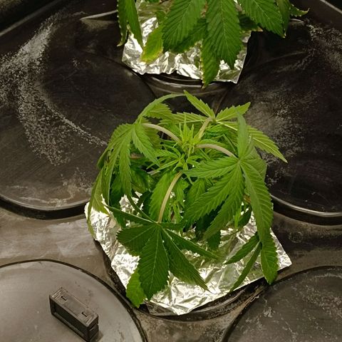 Gorilla Glue Auto growlog photo: Still stunned after root rot
