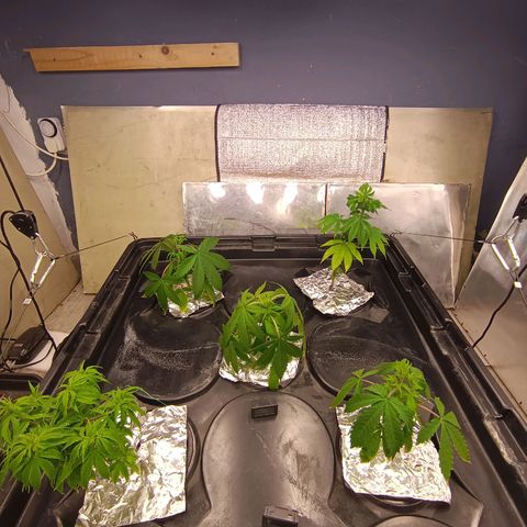 Gorilla Glue Auto growlog photo: Still stunned after root rot