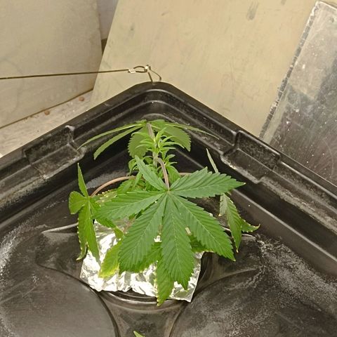 Gorilla Glue Auto growlog photo: Still stunned after root rot