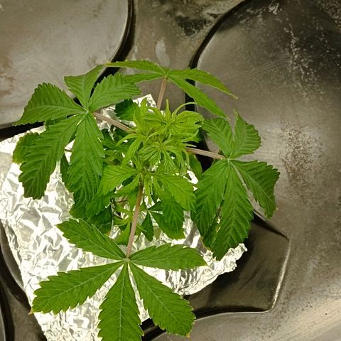 Gorilla Glue Auto growlog photo: Still stunned after root rot