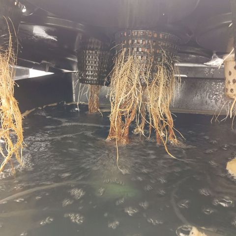 Gorilla Glue Auto growlog photo: Found root rot for the second time.  Cleaned out Rez and made new mix of nutes. 
