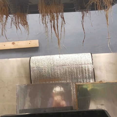 Gorilla Glue Auto growlog photo: Found root rot for the second time.  Cleaned out Rez and made new mix of nutes. 