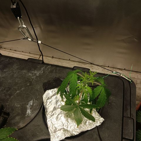 Gorilla Glue Auto growlog photo: Found root rot for the second time.  Cleaned out Rez and made new mix of nutes. 