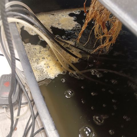 Gorilla Glue Auto growlog photo: Found root rot for the second time.  Cleaned out Rez and made new mix of nutes. 