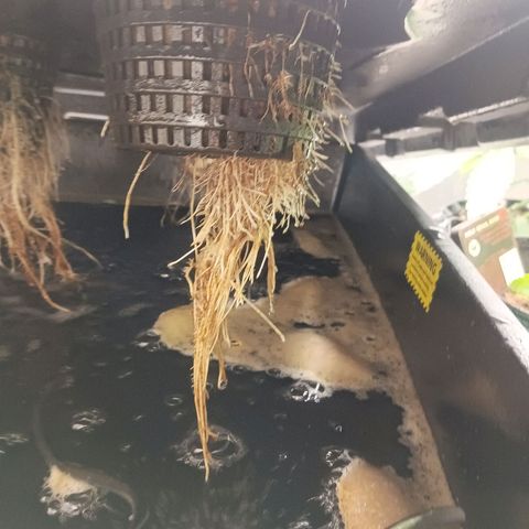 Gorilla Glue Auto growlog photo: Found root rot for the second time.  Cleaned out Rez and made new mix of nutes. 
