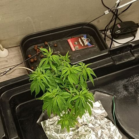 JHA #1 growlog photo: Recovering from root rot for 2nd time