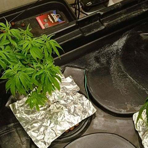 JHA #1 growlog photo: Recovering from root rot for 2nd time