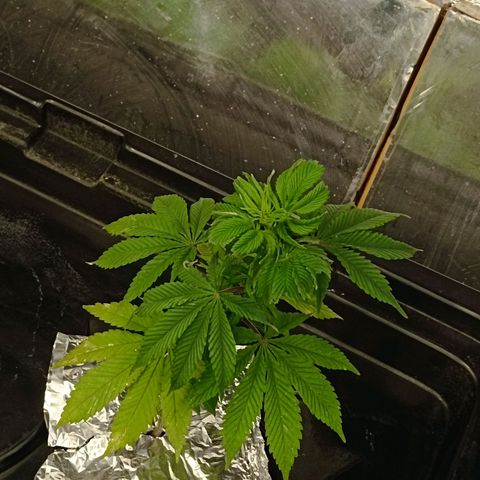 JHA #2 growlog photo: Recovering from root rot for second time 