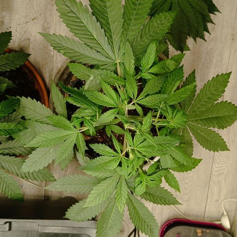 Holy Grail Kush growlog photo: Took off the large fan leaves covering most of the plant. 