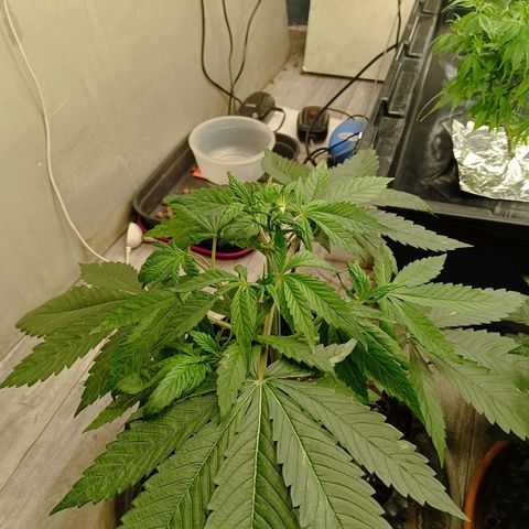 Holy Grail Kush growlog photo: Took off the large fan leaves covering most of the plant. 