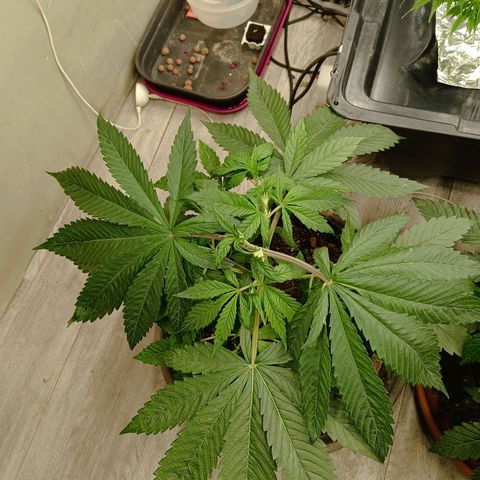 Holy Grail Kush growlog photo: Took off the large fan leaves covering most of the plant. 