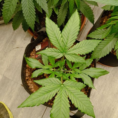Holy Grail Kush growlog photo: Took off the large fan leaves covering most of the plant. 