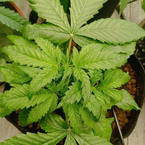 Holy Grail Kush growlog timeline photo