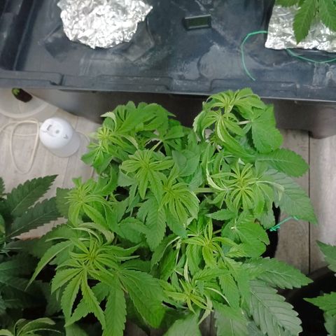 Holy Grail Kush growlog timeline photo
