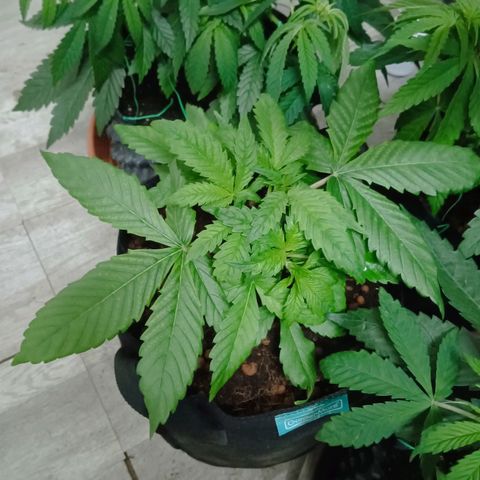 Holy Grail Kush growlog timeline photo