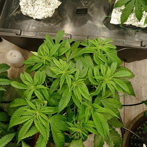 Holy Grail Kush growlog timeline photo