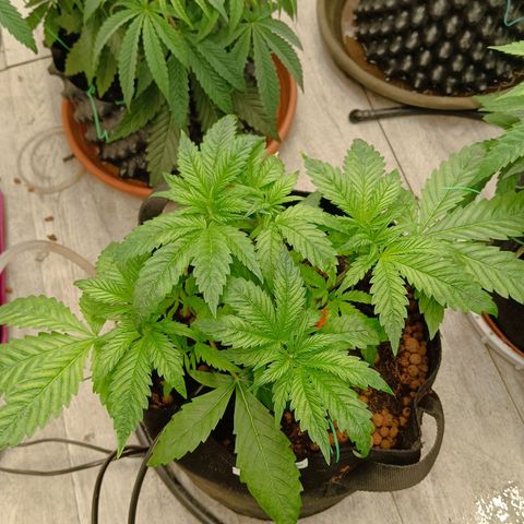 Holy Grail Kush growlog timeline photo
