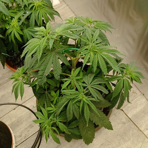 Holy Grail Kush growlog timeline photo