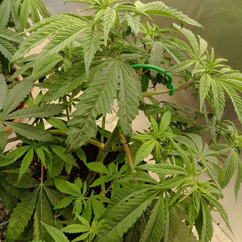 Holy Grail Kush growlog timeline photo